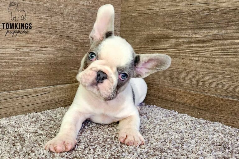 Harry, available French Bulldog puppy at TomKings Puppies