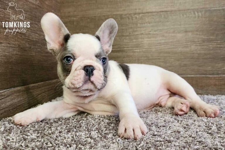 Harry, available French Bulldog puppy at TomKings Puppies