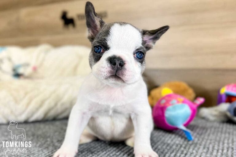 Layla, available French Bulldog puppy at TomKings Puppies