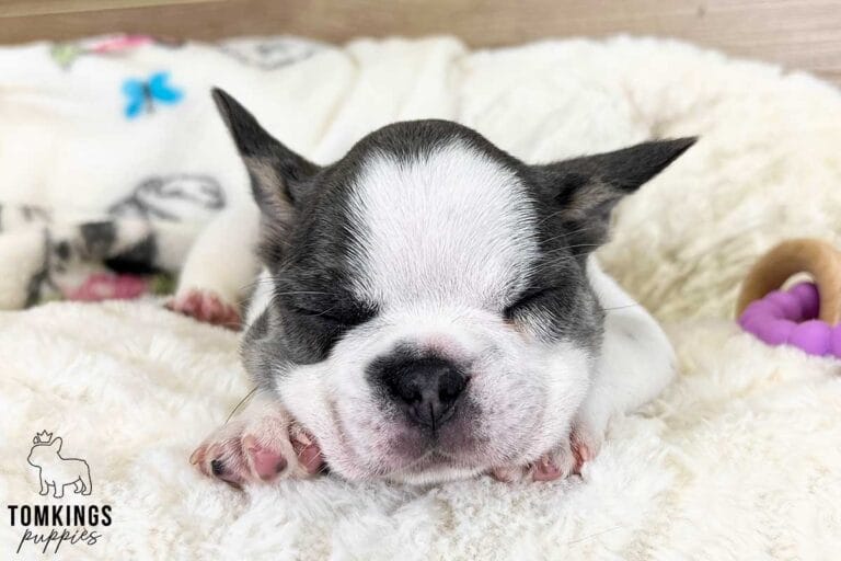 Layla, available French Bulldog puppy at TomKings Puppies