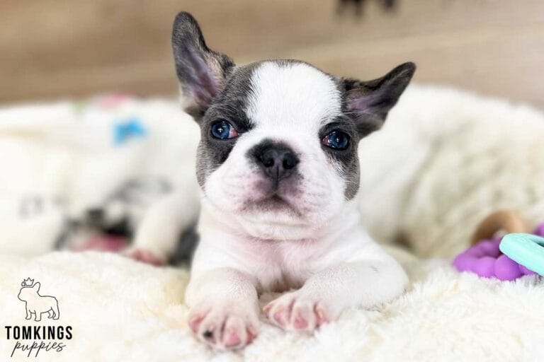 Layla, available French Bulldog puppy at TomKings Puppies