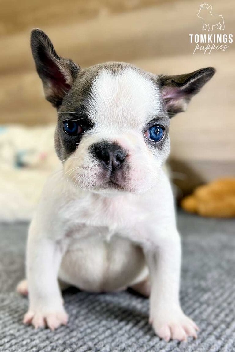 Layla, available French Bulldog puppy at TomKings Puppies