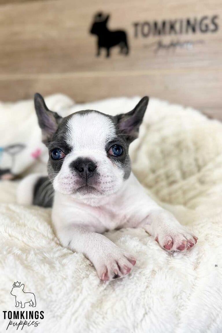 Layla, available French Bulldog puppy at TomKings Puppies