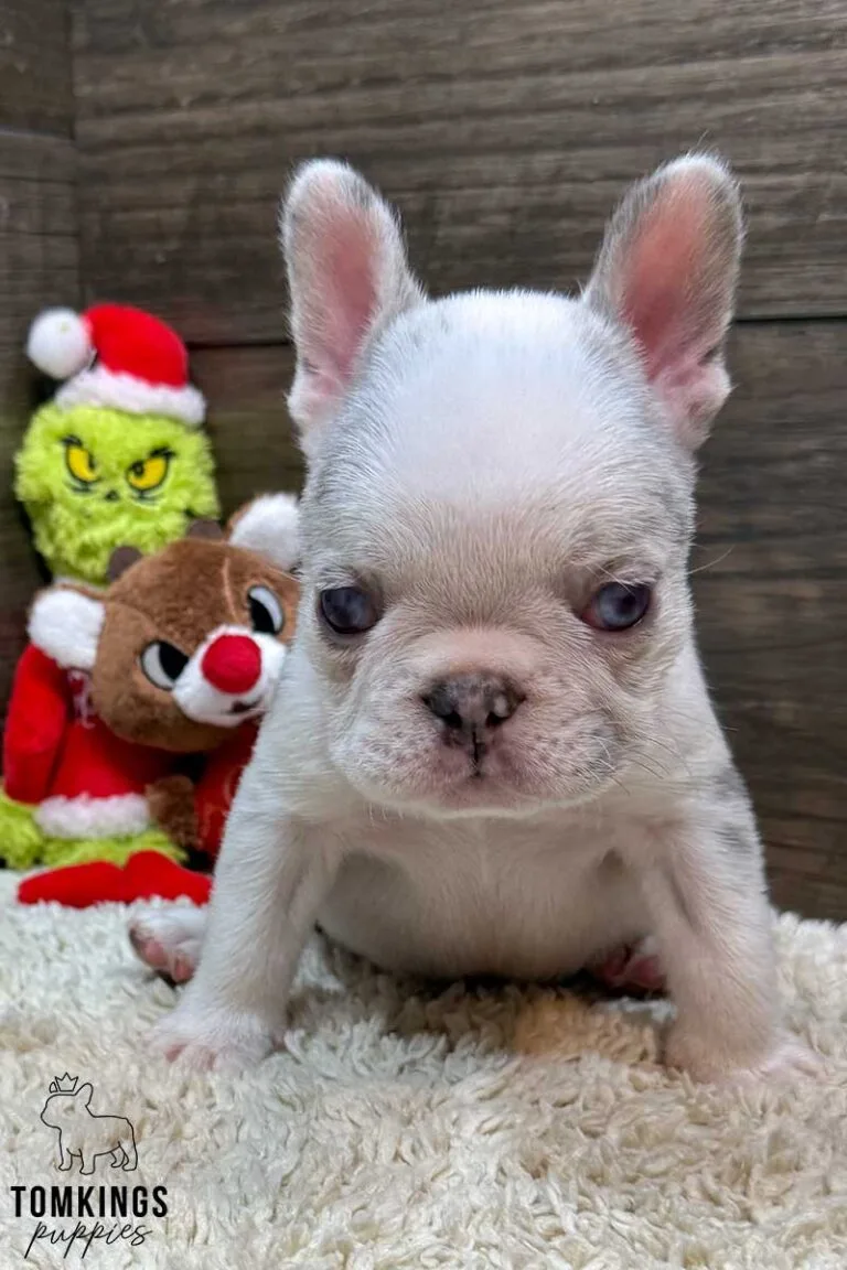 Luca, available French Bulldog puppy at TomKings Puppies