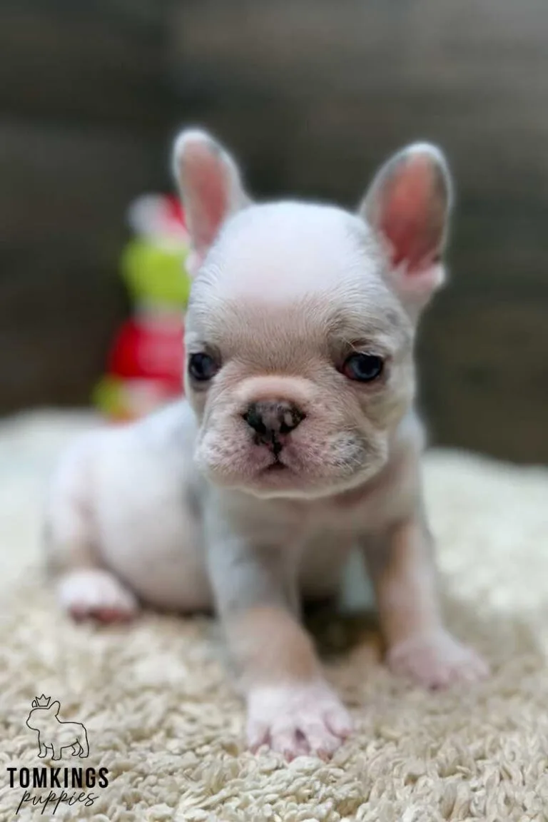 Luca, available French Bulldog puppy at TomKings Puppies