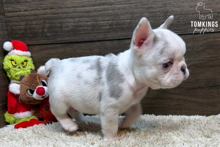 Luca, available French Bulldog puppy at TomKings Puppies