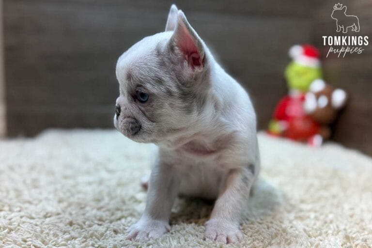 Luca, available French Bulldog puppy at TomKings Puppies