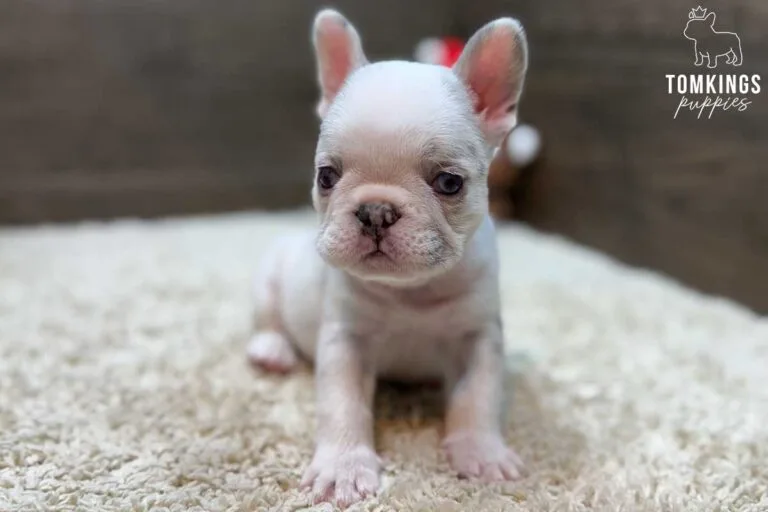 Luca, available French Bulldog puppy at TomKings Puppies