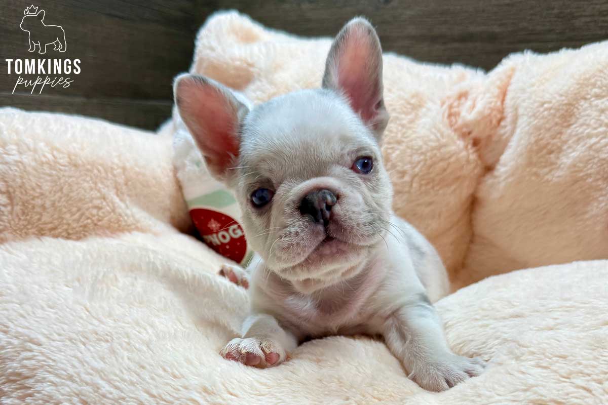 Luca, available French Bulldog puppy at TomKings Puppies