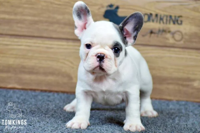 Lucia, available French Bulldog puppy at TomKings Puppies