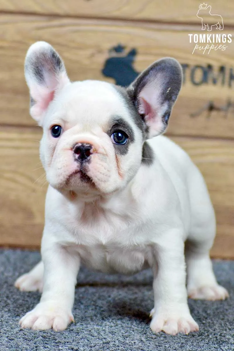 Lucia, available French Bulldog puppy at TomKings Puppies