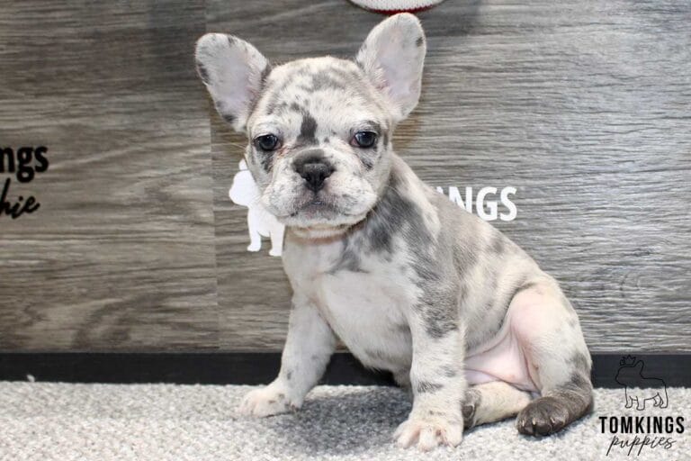 Lucy, available French Bulldog puppy at TomKings Puppies