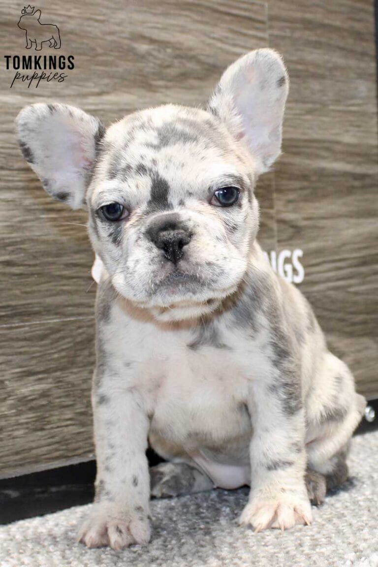 Lucy, available French Bulldog puppy at TomKings Puppies