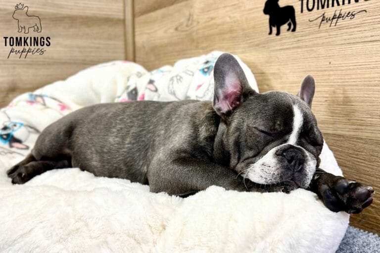 Marcellus, available French Bulldog puppy at TomKings Puppies