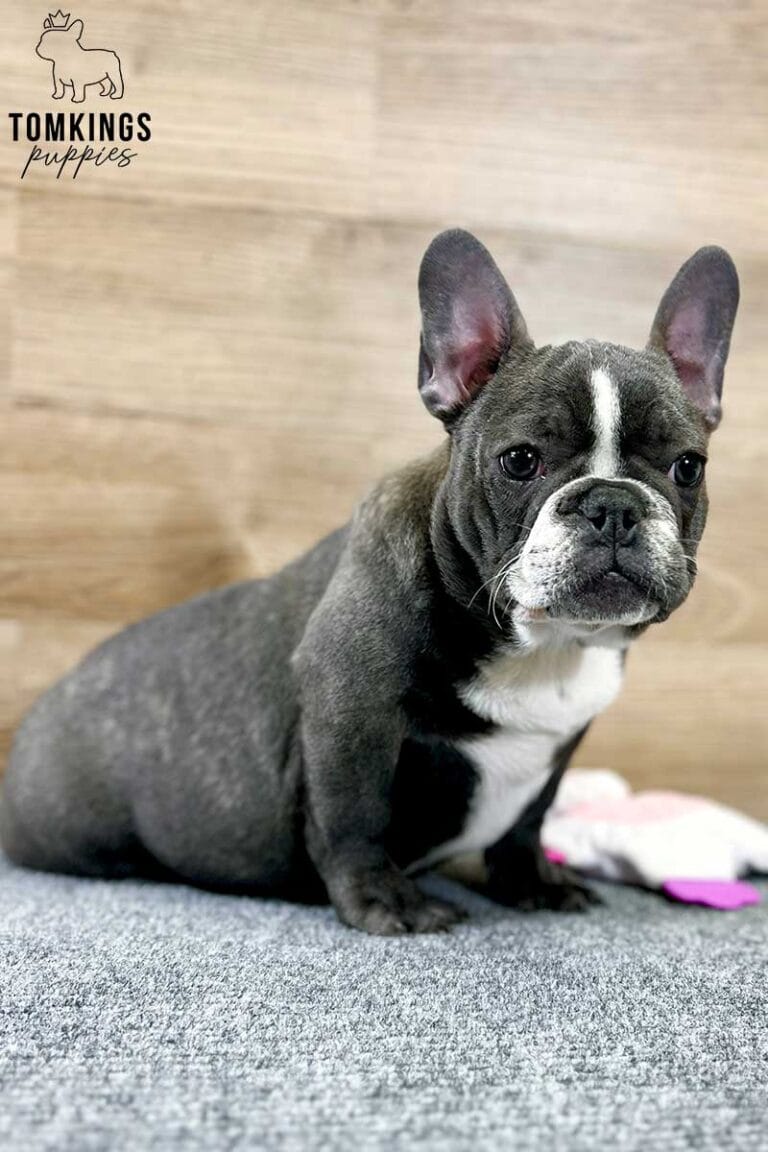 Marcellus, available French Bulldog puppy at TomKings Puppies