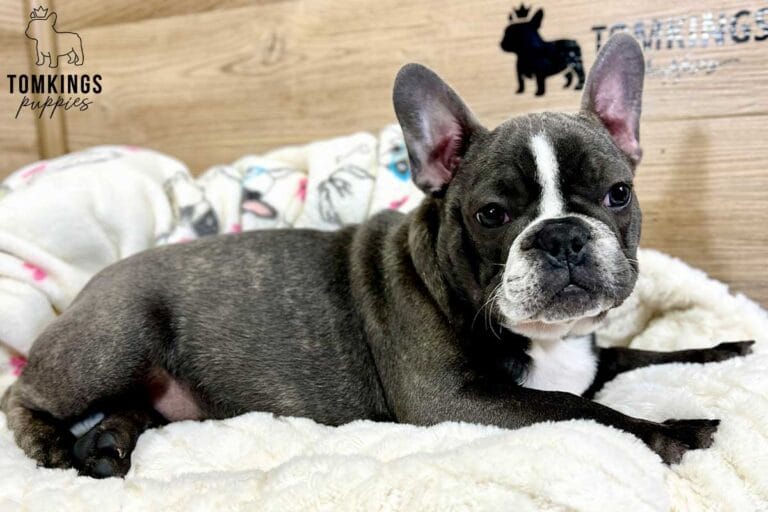 Marcellus, available French Bulldog puppy at TomKings Puppies