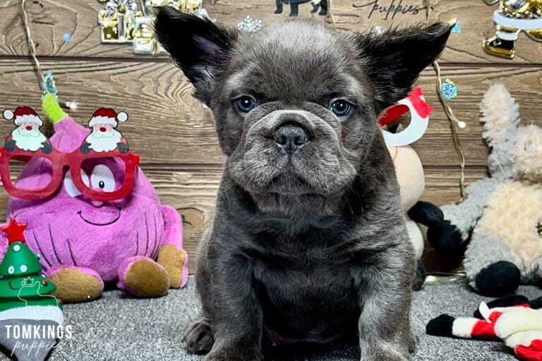 Noah, available French Bulldog puppy at TomKings Puppies