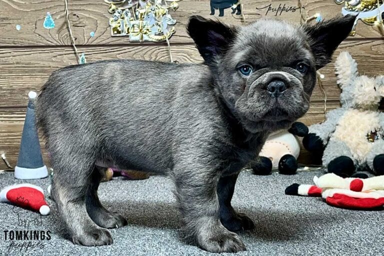 Noah, available French Bulldog puppy at TomKings Puppies