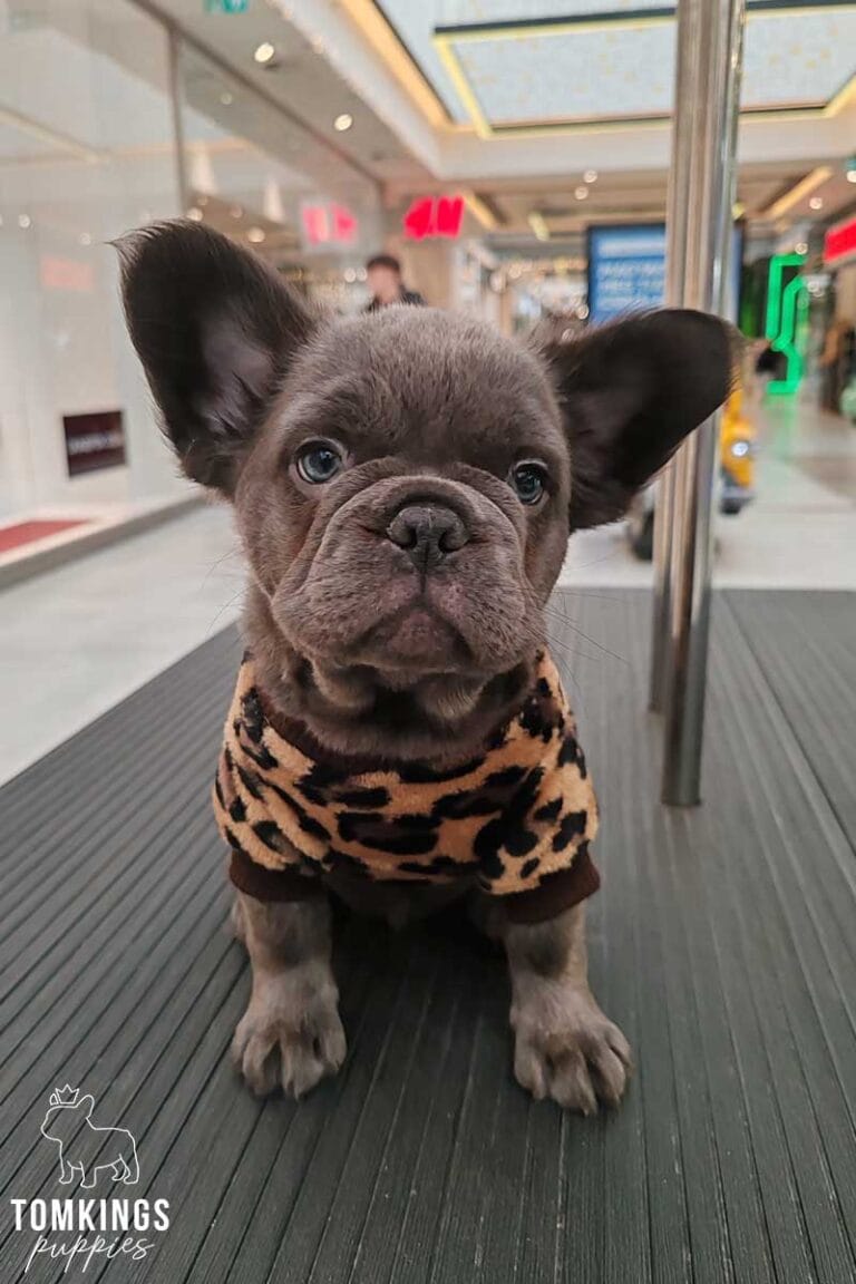 Noah, available French Bulldog puppy at TomKings Puppies