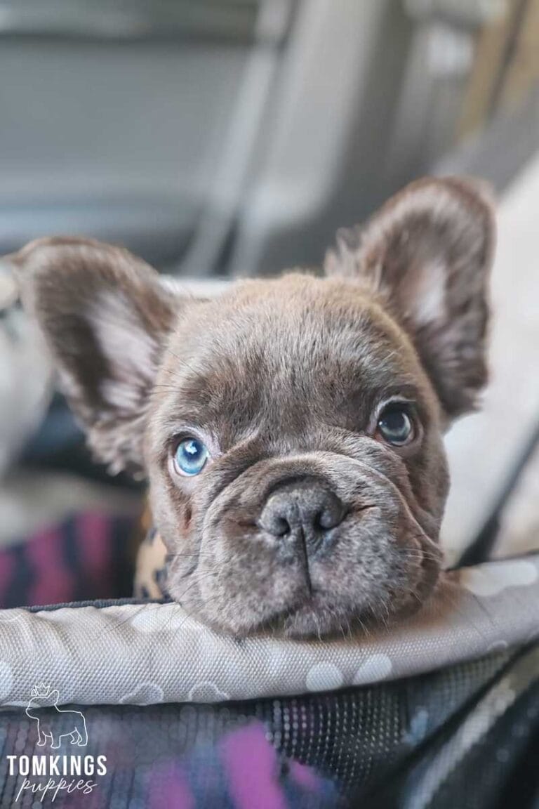 Noah, available French Bulldog puppy at TomKings Puppies