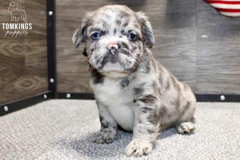 Oscar, available French Bulldog puppy at TomKings Puppies