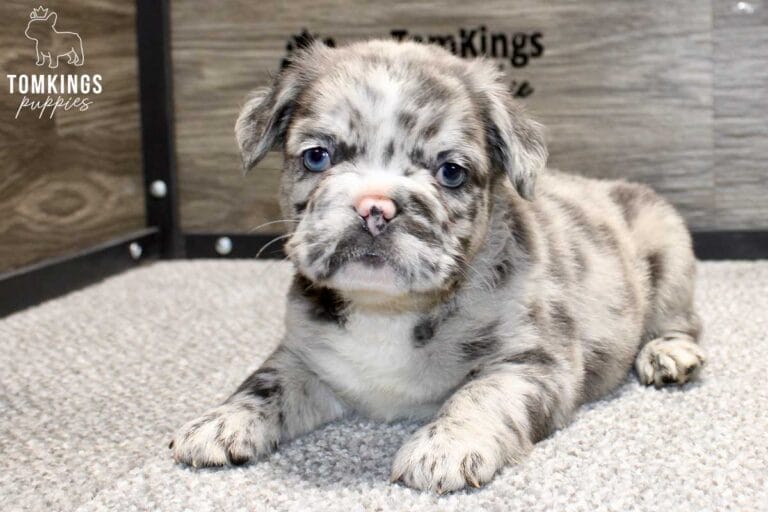 Oscar, available French Bulldog puppy at TomKings Puppies