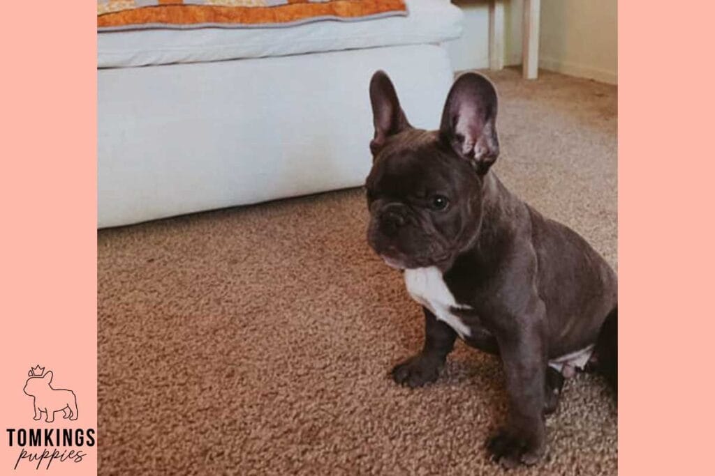 7+1 Reasons NOT to Get a Frenchie - TomKings Puppies Blog