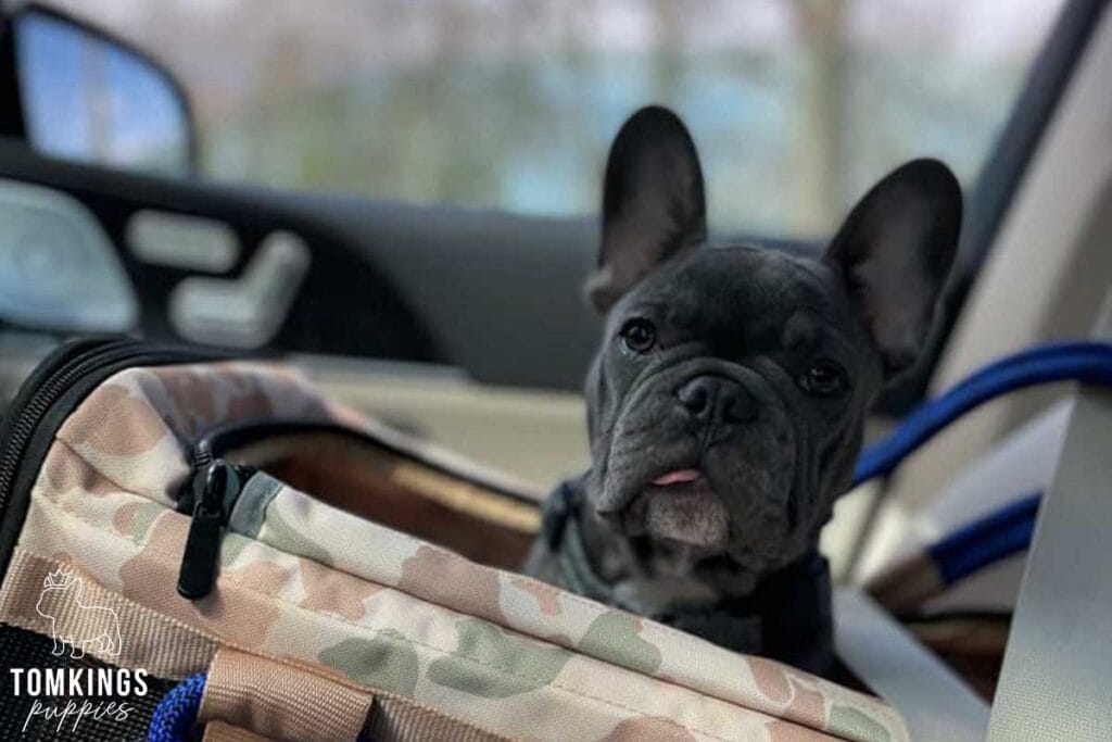 7+1 Reasons NOT to Get a Frenchie - TomKings Puppies Blog