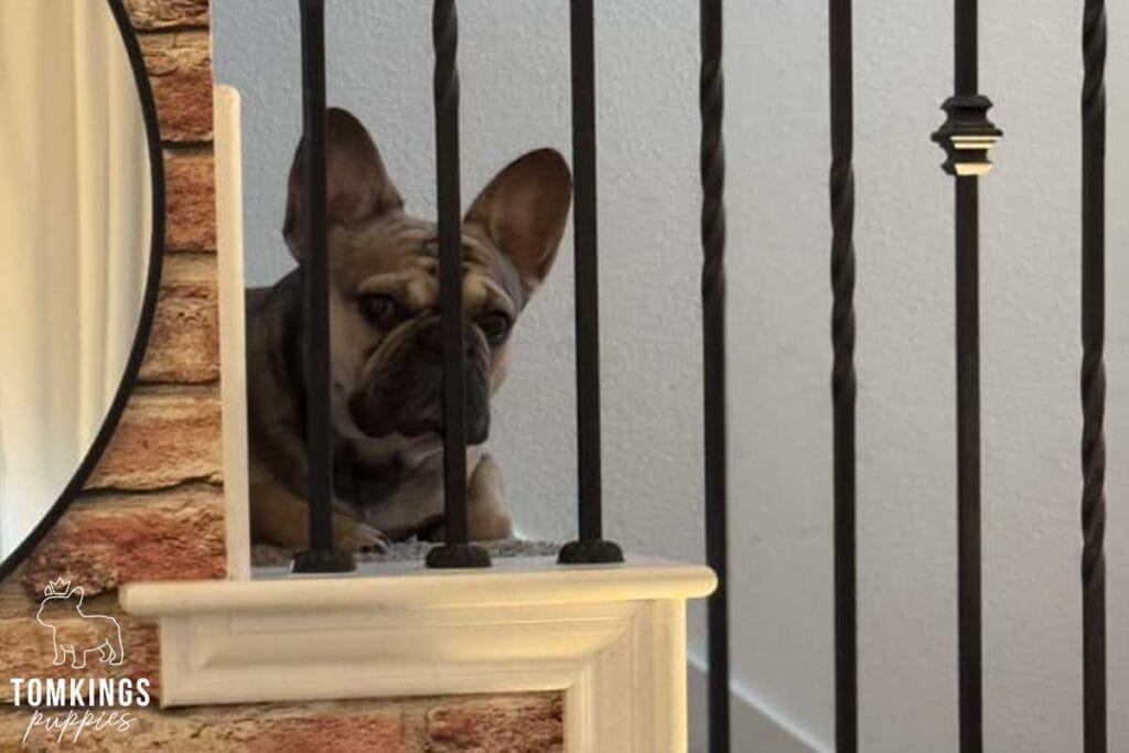 7+1 Reasons NOT to Get a Frenchie - TomKings Puppies Blog