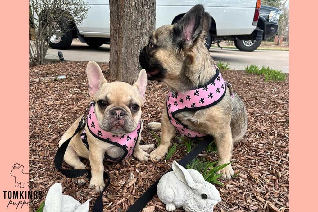 7+1 Reasons NOT to Get a Frenchie - TomKings Puppies Blog