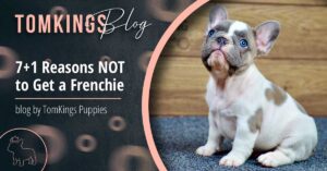 7+1 Reasons NOT to Get a Frenchie - TomKings Puppies Blog