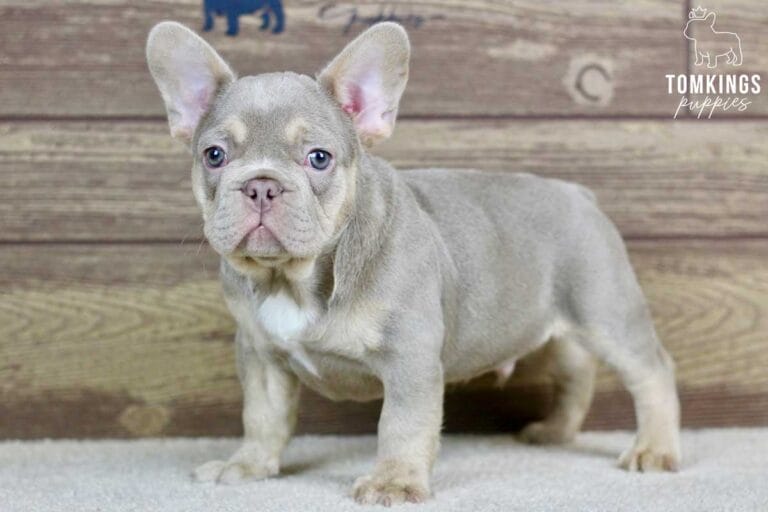 Ross, available French Bulldog puppy at TomKings Puppies