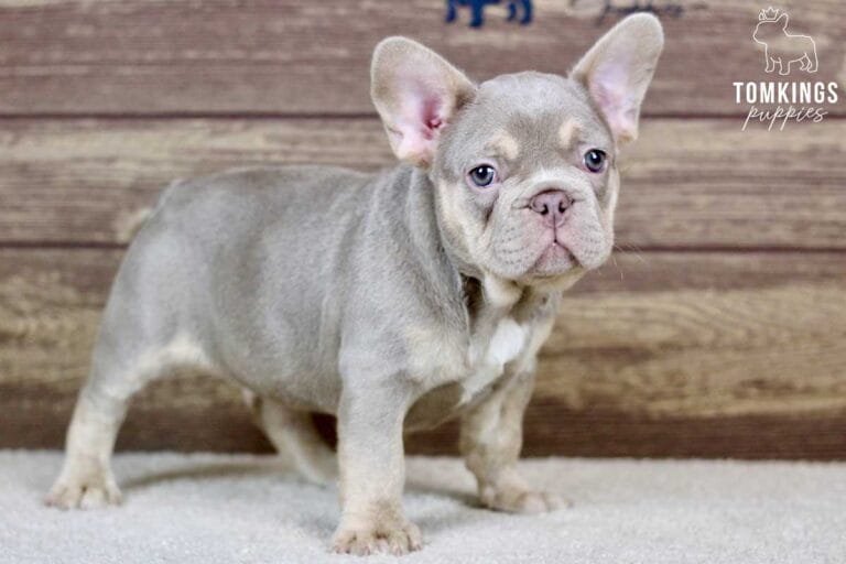 Ross, available French Bulldog puppy at TomKings Puppies