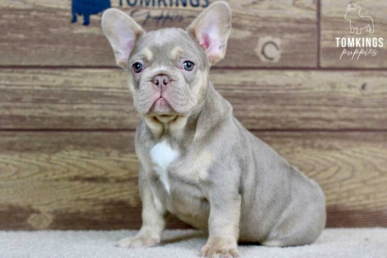 Ross, available French Bulldog puppy at TomKings Puppies