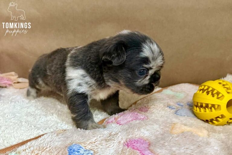 Royce, available French Bulldog puppy at TomKings Puppies