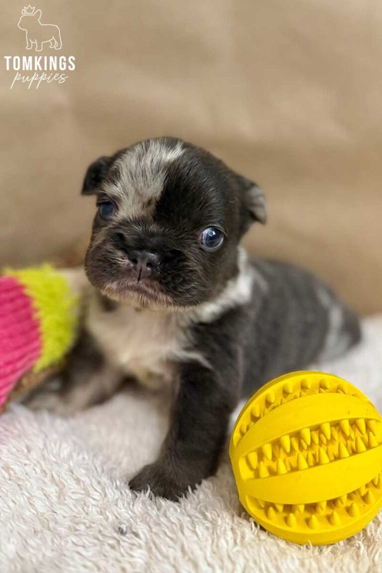 Royce, available French Bulldog puppy at TomKings Puppies