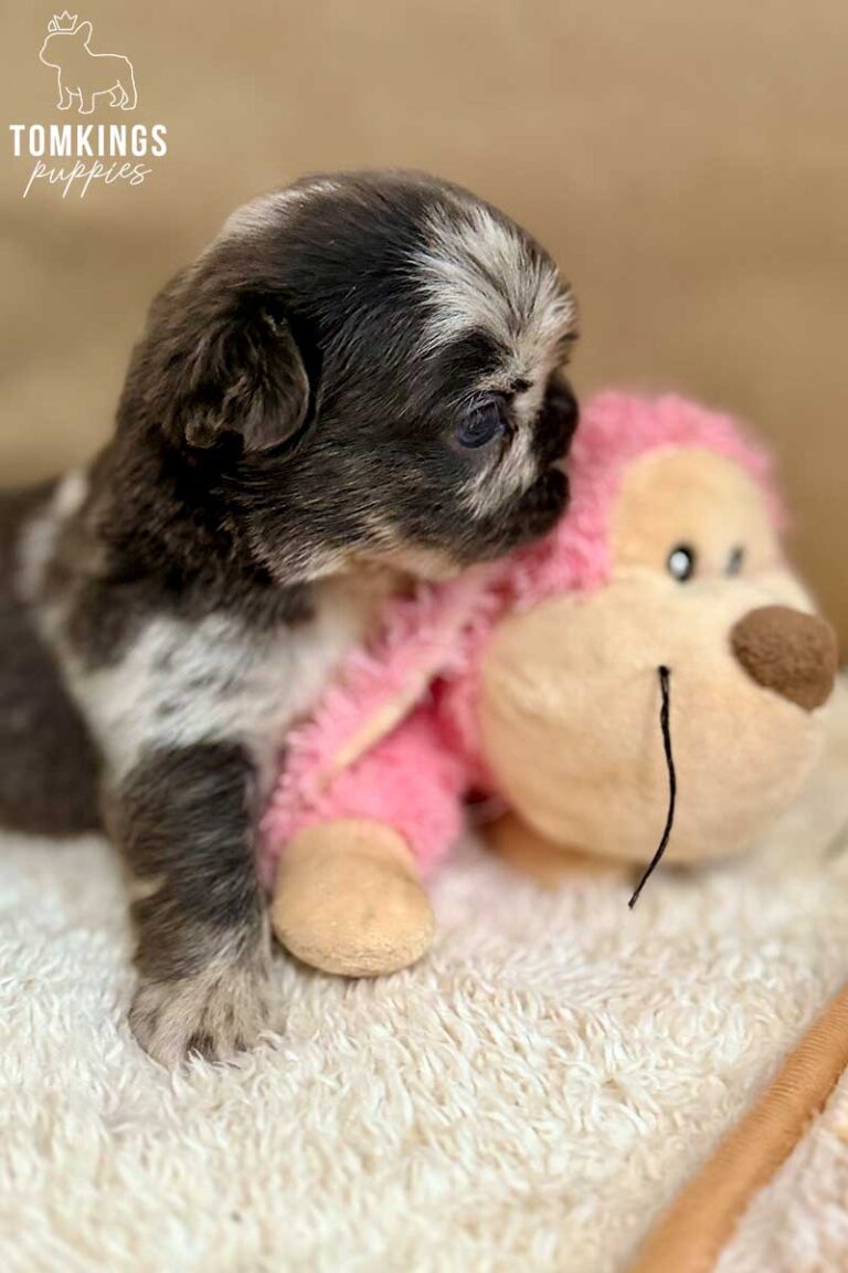 Royce, available French Bulldog puppy at TomKings Puppies