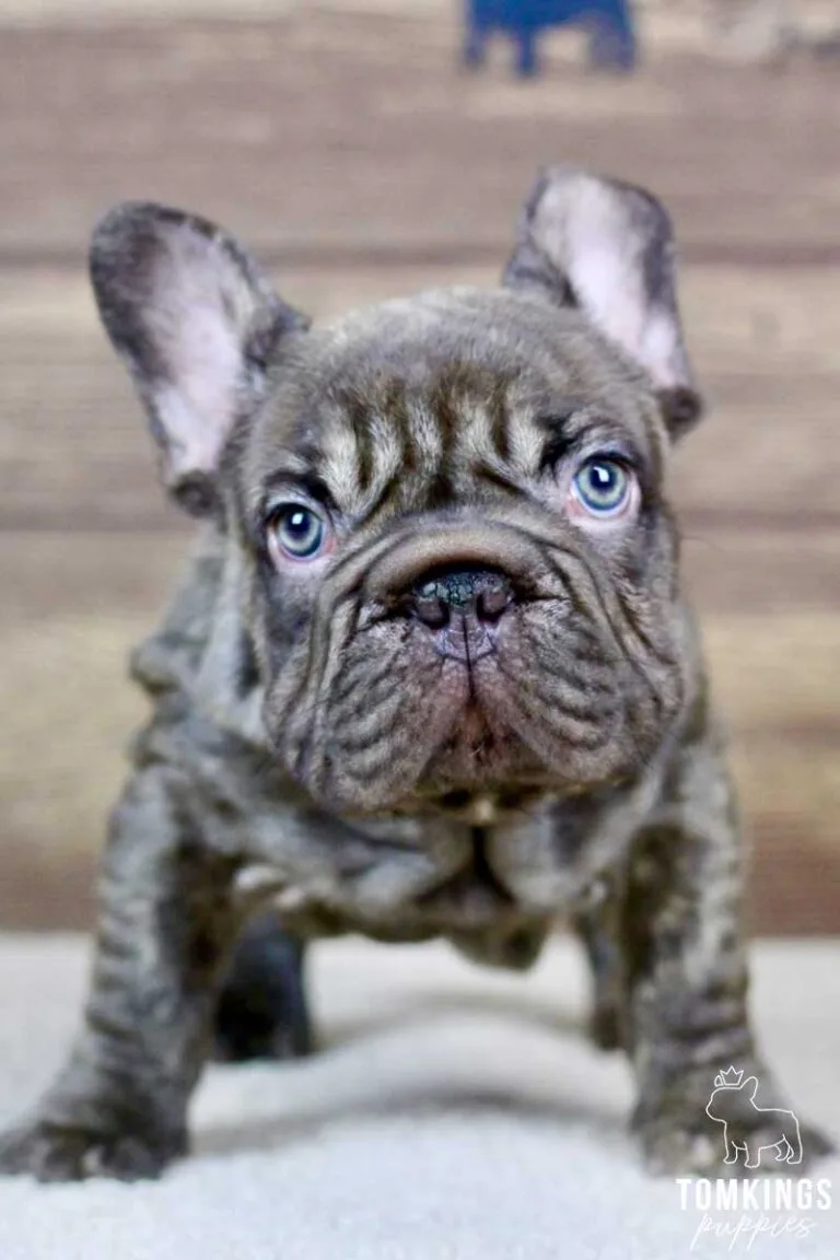 Samuel, available French Bulldog puppy at TomKings Puppies