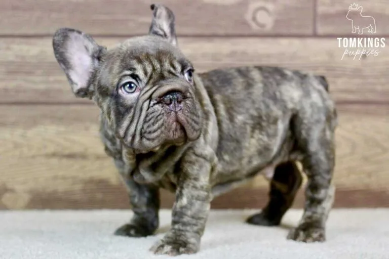 Samuel, available French Bulldog puppy at TomKings Puppies