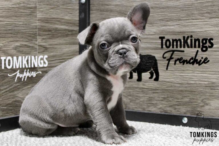 Snowflake, available French Bulldog puppy at TomKings Puppies