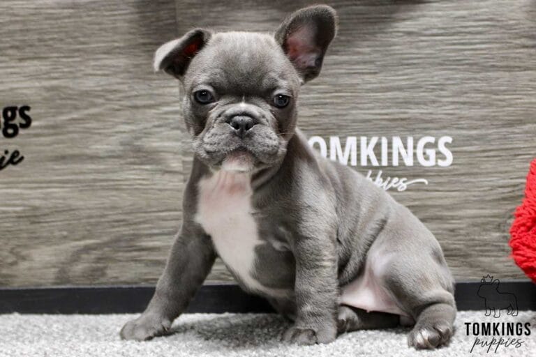 Snowflake, available French Bulldog puppy at TomKings Puppies