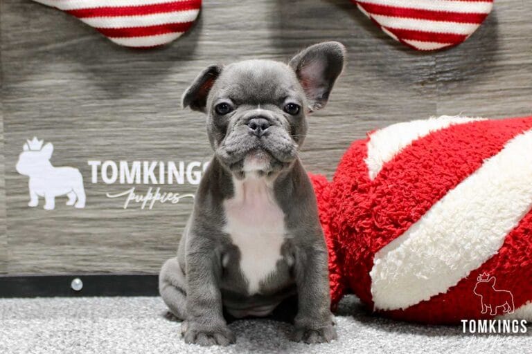 Snowflake, available French Bulldog puppy at TomKings Puppies