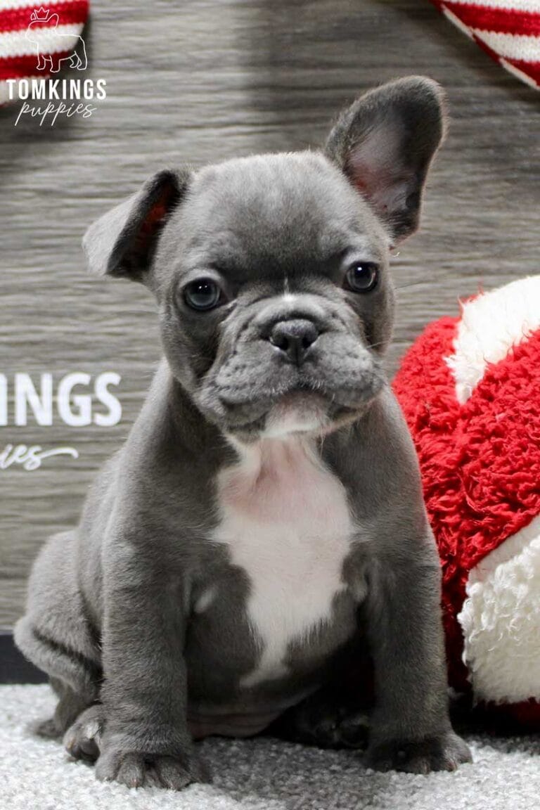 Snowflake, available French Bulldog puppy at TomKings Puppies