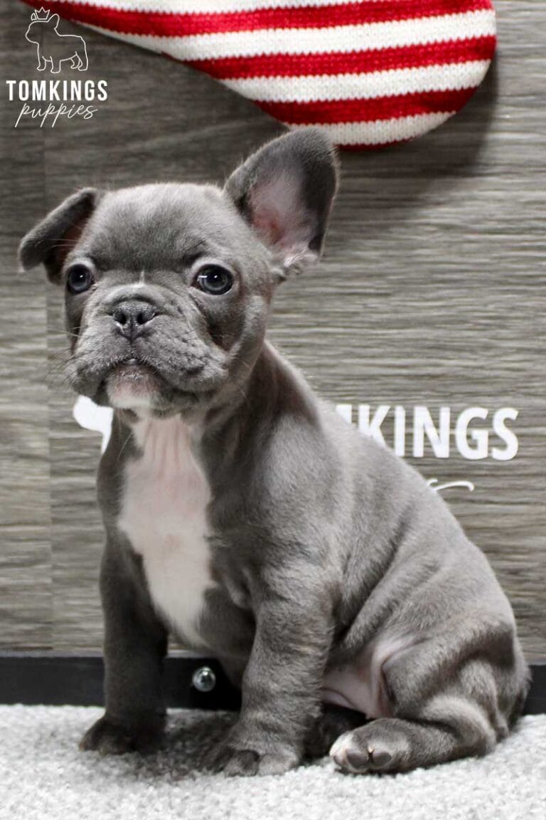 Snowflake, available French Bulldog puppy at TomKings Puppies