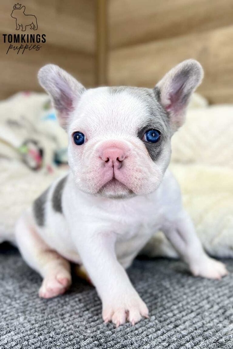 Sunny, available French Bulldog puppy at TomKings Puppies