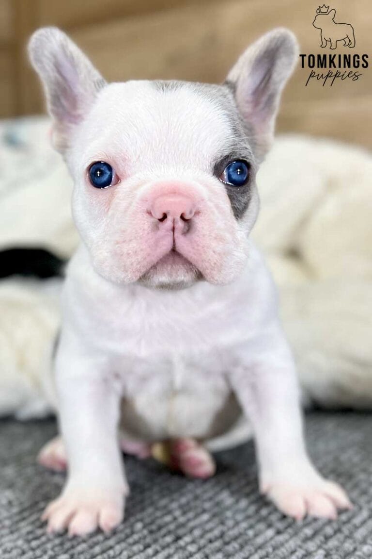 Sunny, available French Bulldog puppy at TomKings Puppies