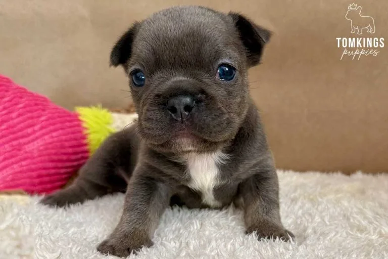 Tudor, available French Bulldog puppy at TomKings Puppies