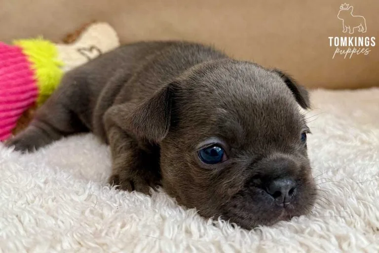 Tudor, available French Bulldog puppy at TomKings Puppies