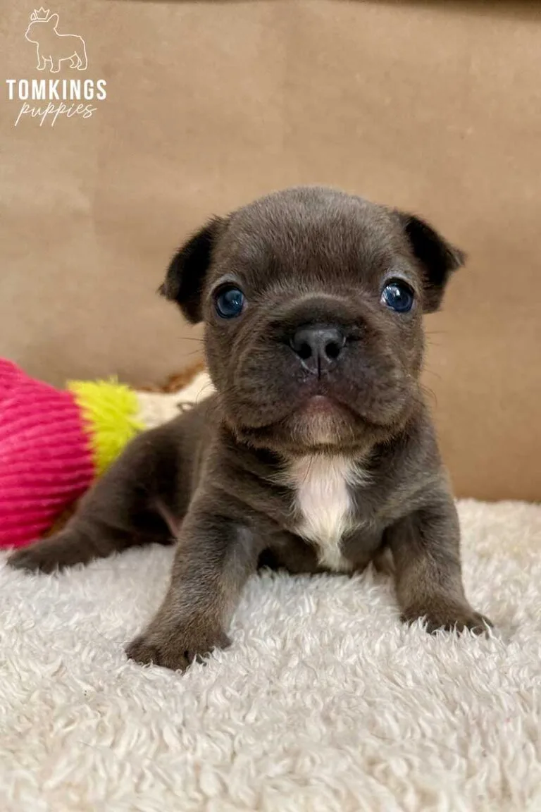 Tudor, available French Bulldog puppy at TomKings Puppies