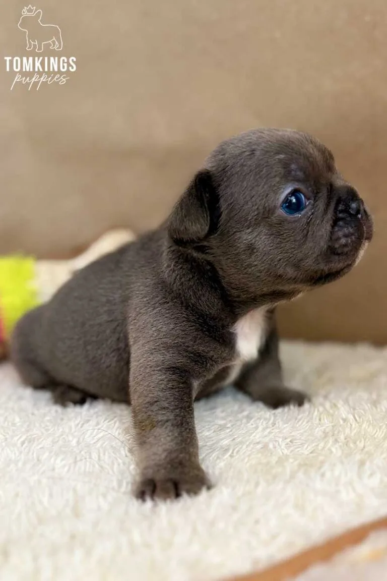 Tudor, available French Bulldog puppy at TomKings Puppies